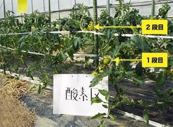 トマトの生長比較実験（マイクロナノバブル酸素水）